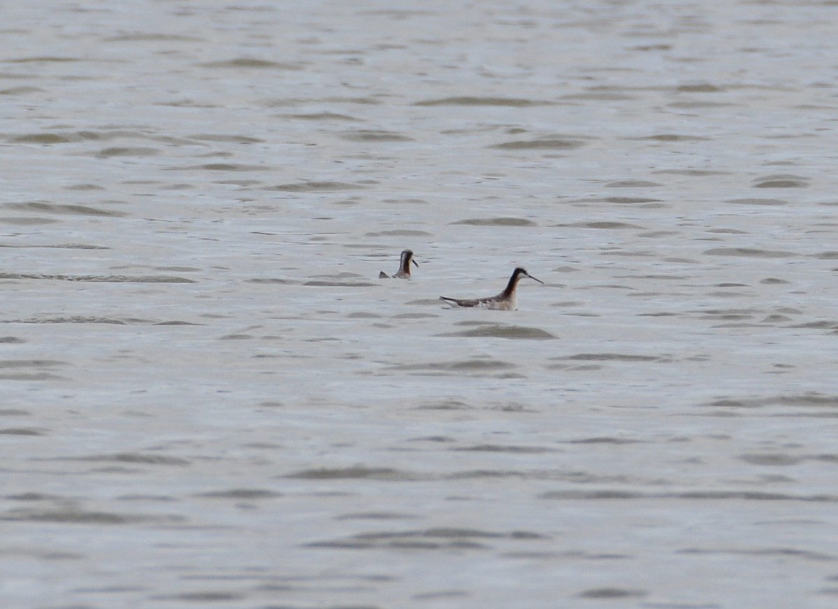 Wilson's Phalarope - ML218582531