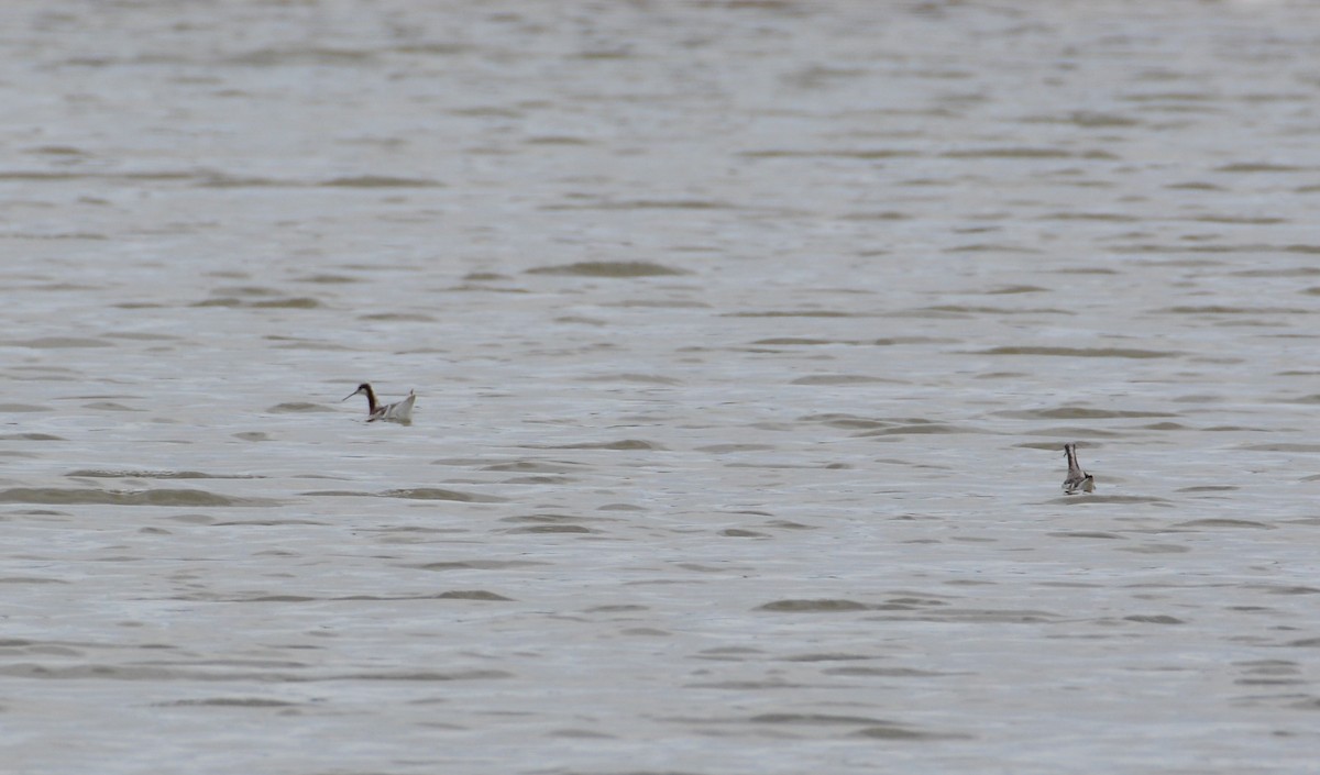 Wilson's Phalarope - ML218582541