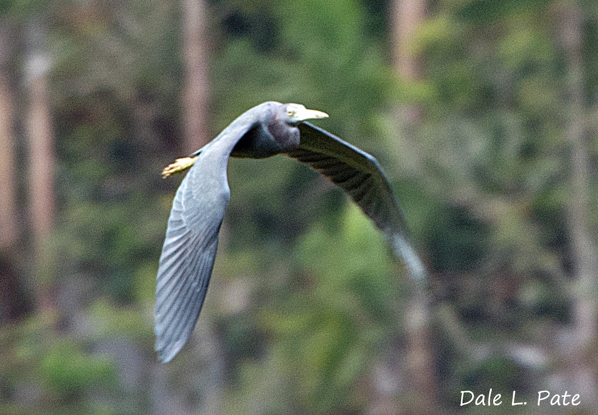 Little Blue Heron - ML21858311