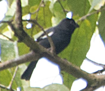 Cuban Bullfinch - Dale Pate