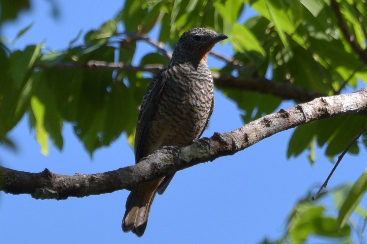 Purple-throated Cotinga - Haynes Miller