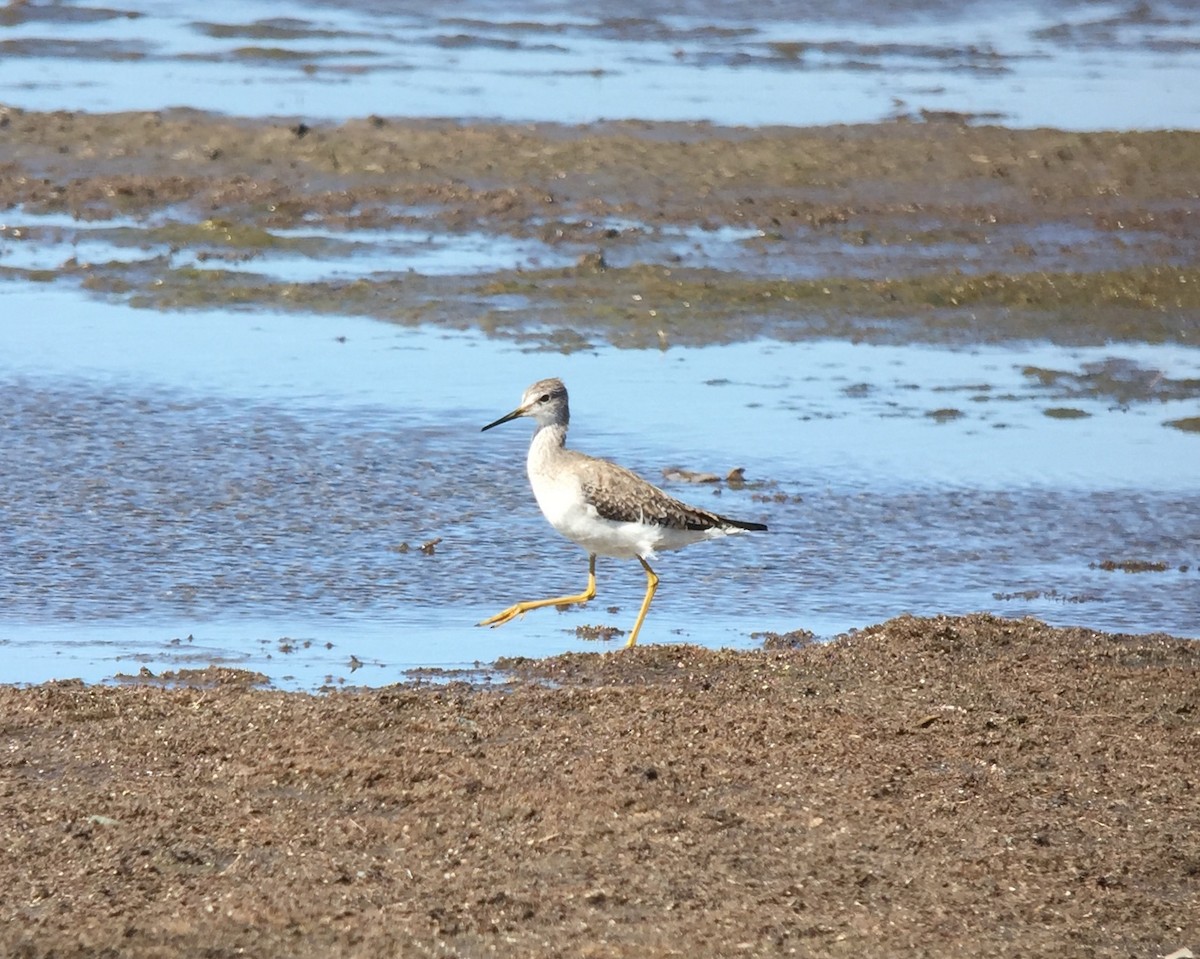 gulbeinsnipe - ML218587551