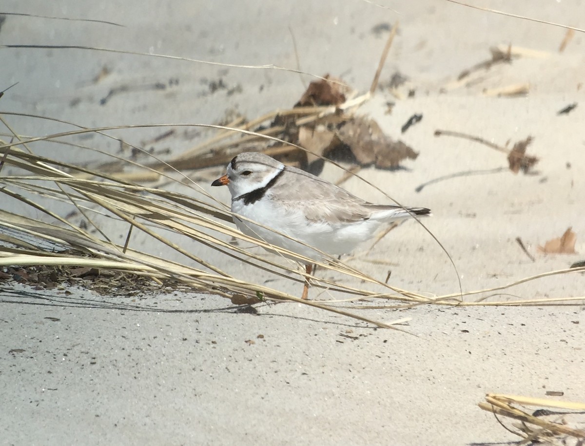 Piping Plover - ML218588001
