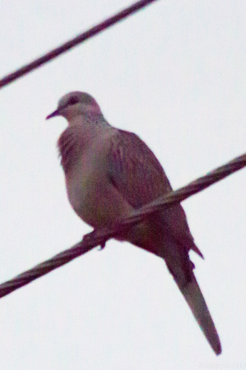 Spotted Dove - ML21858891