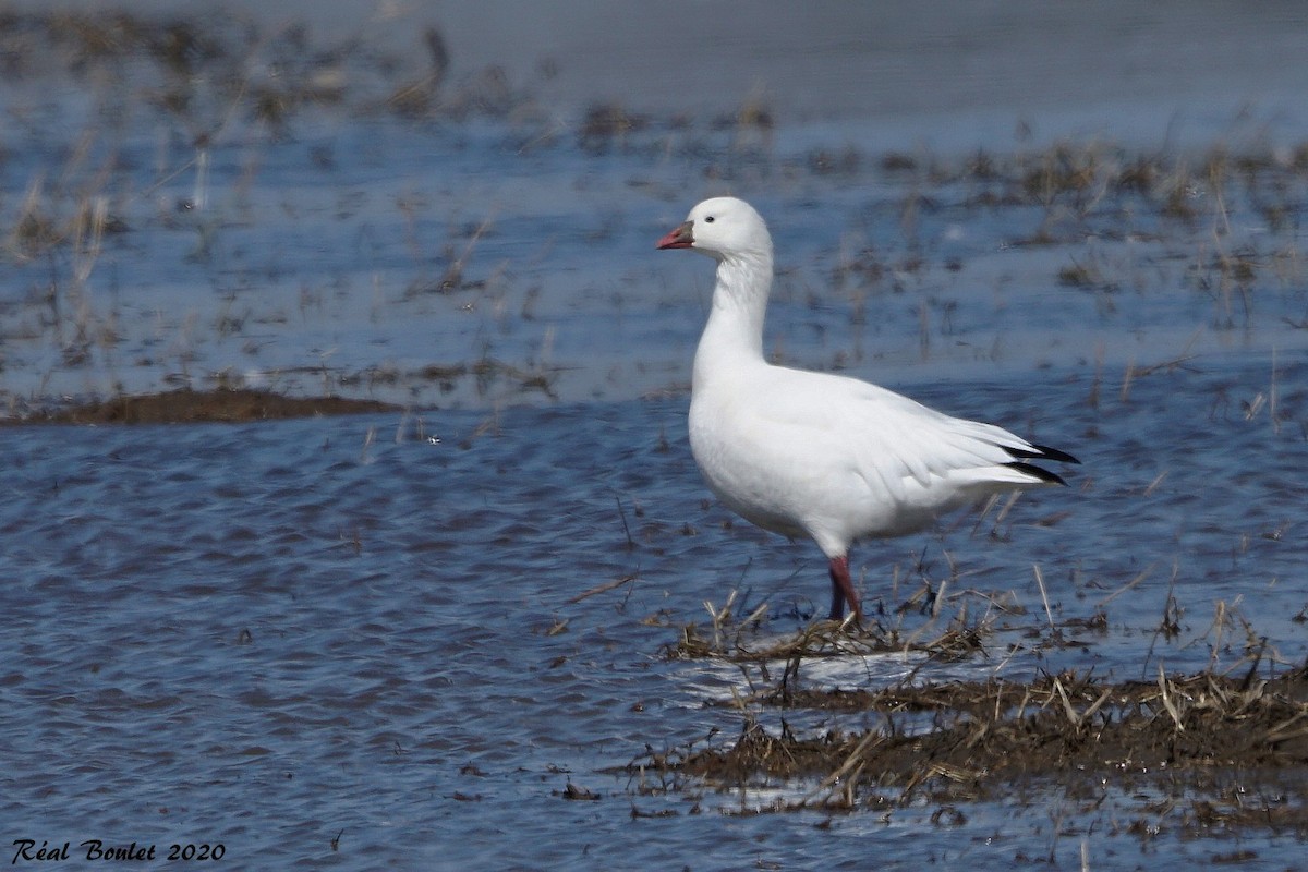 Ross's Goose - ML218589941