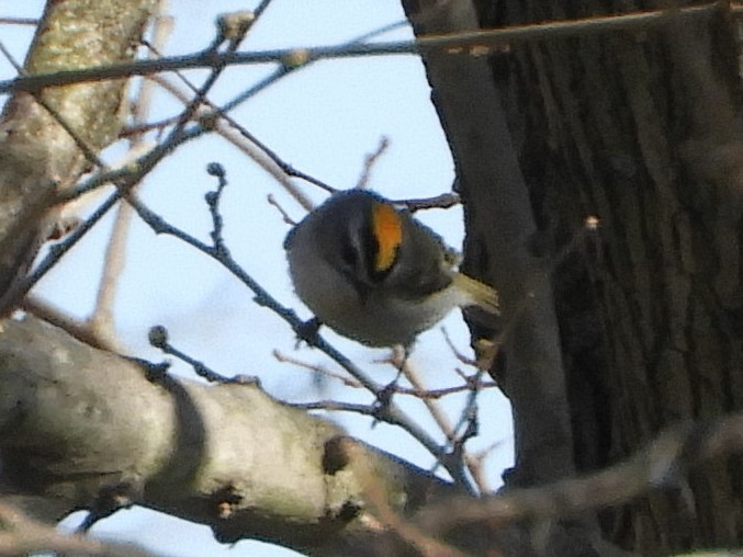 Golden-crowned Kinglet - ML218589951