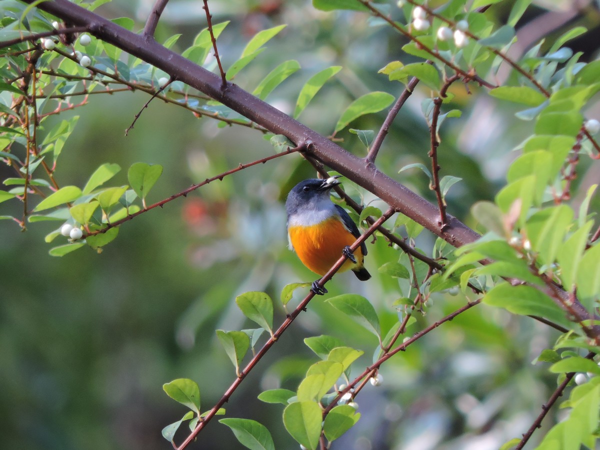 Orange-bellied Flowerpecker - ML21859021