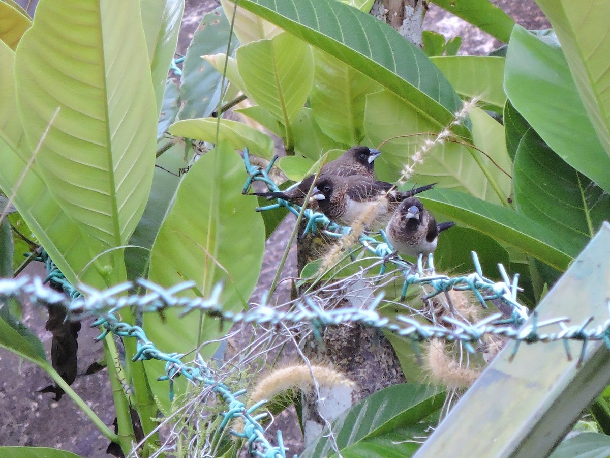 White-rumped Munia - ML21859051