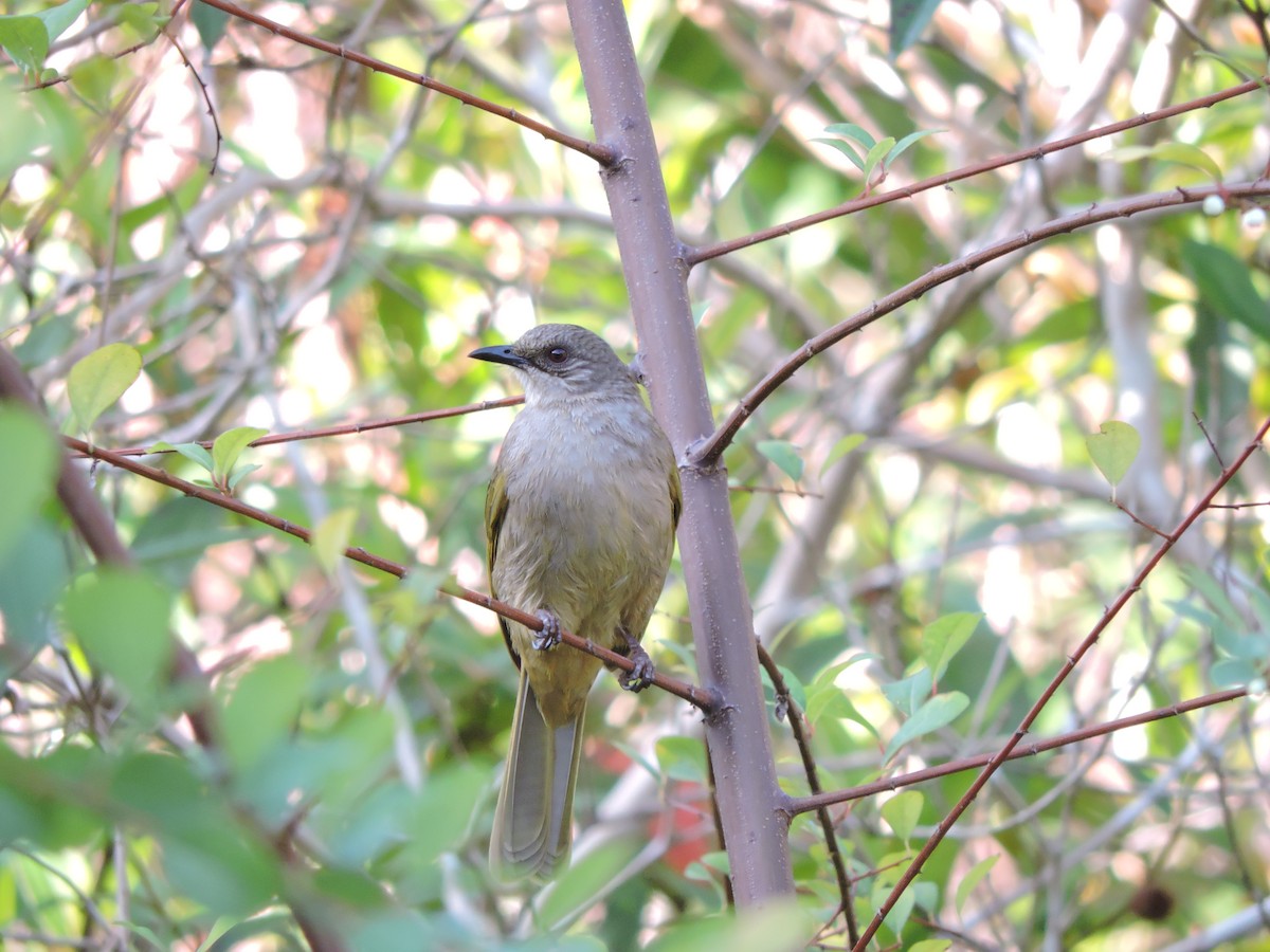 Olive-winged Bulbul - ML21859111