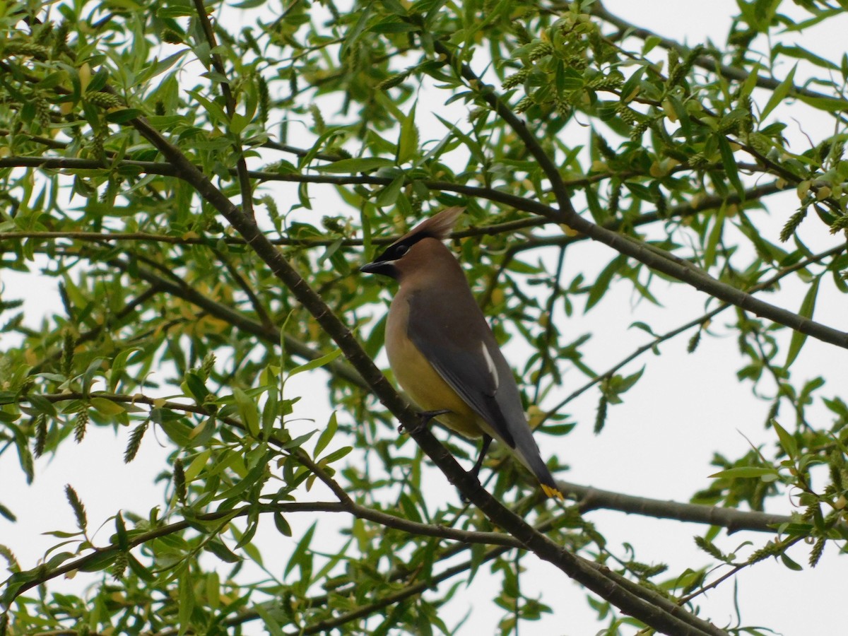 Cedar Waxwing - ML218592641