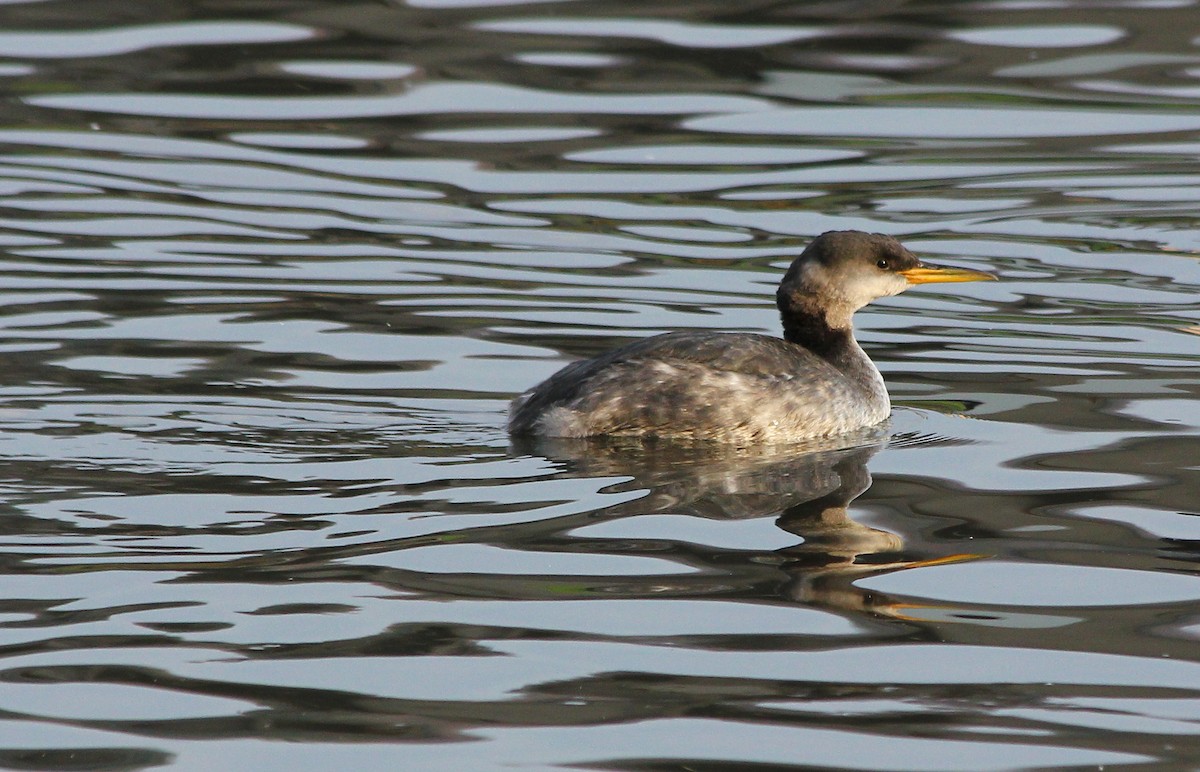 Red-necked Grebe - Devin Griffiths