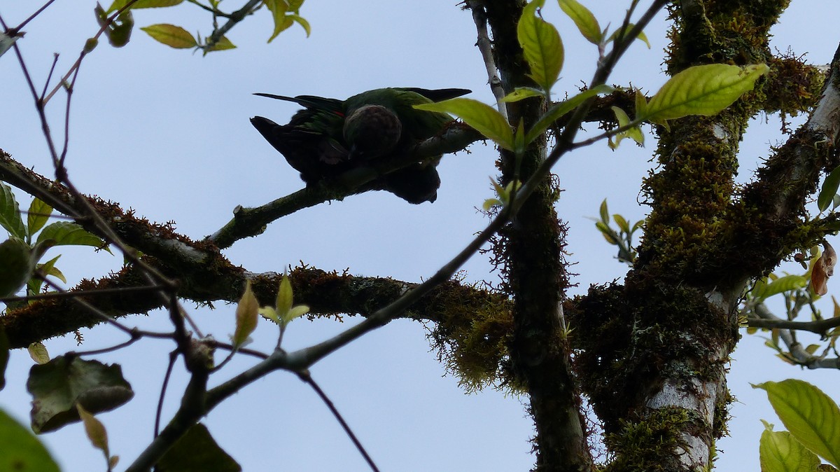 Conure de Souancé - ML218596911