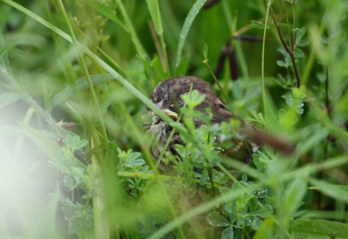 Song Sparrow (melodia/atlantica) - ML218597021