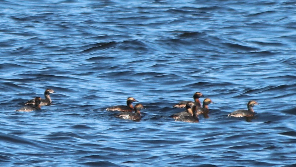 Horned Grebe - ML218597171