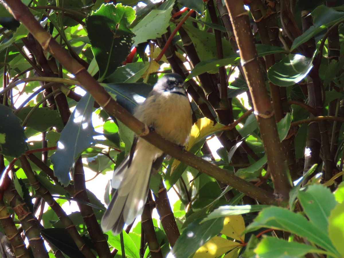 New Zealand Fantail - ML218597401