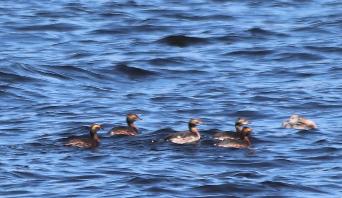 Horned Grebe - ML218597441