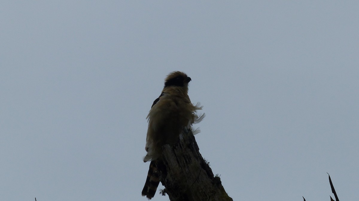 Laughing Falcon - ML218598041