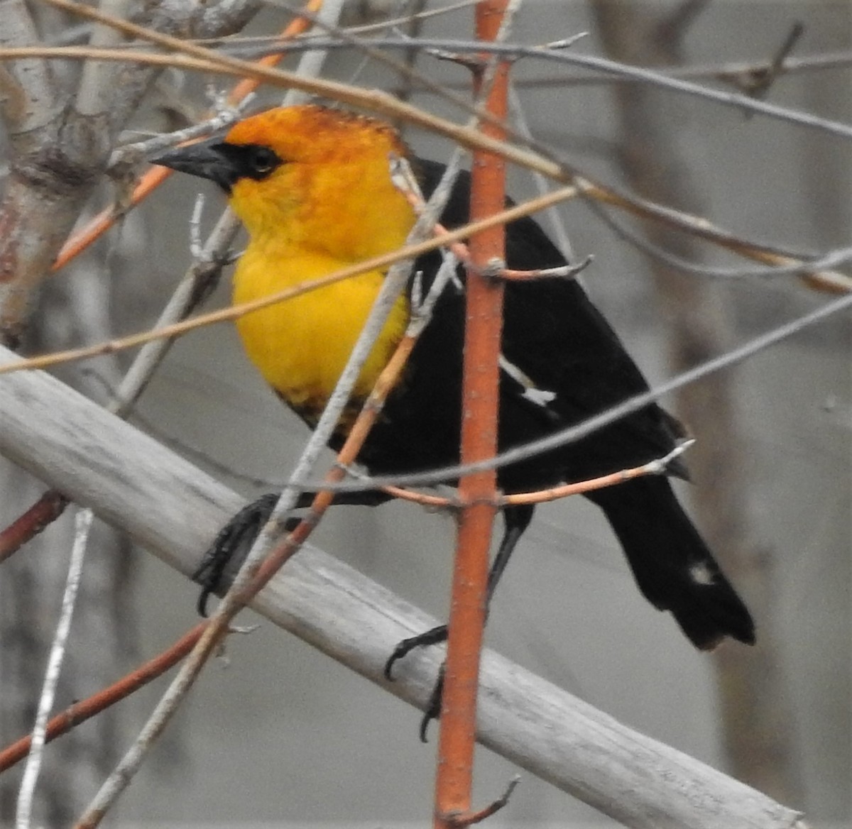 Yellow-headed Blackbird - Paul McKenzie