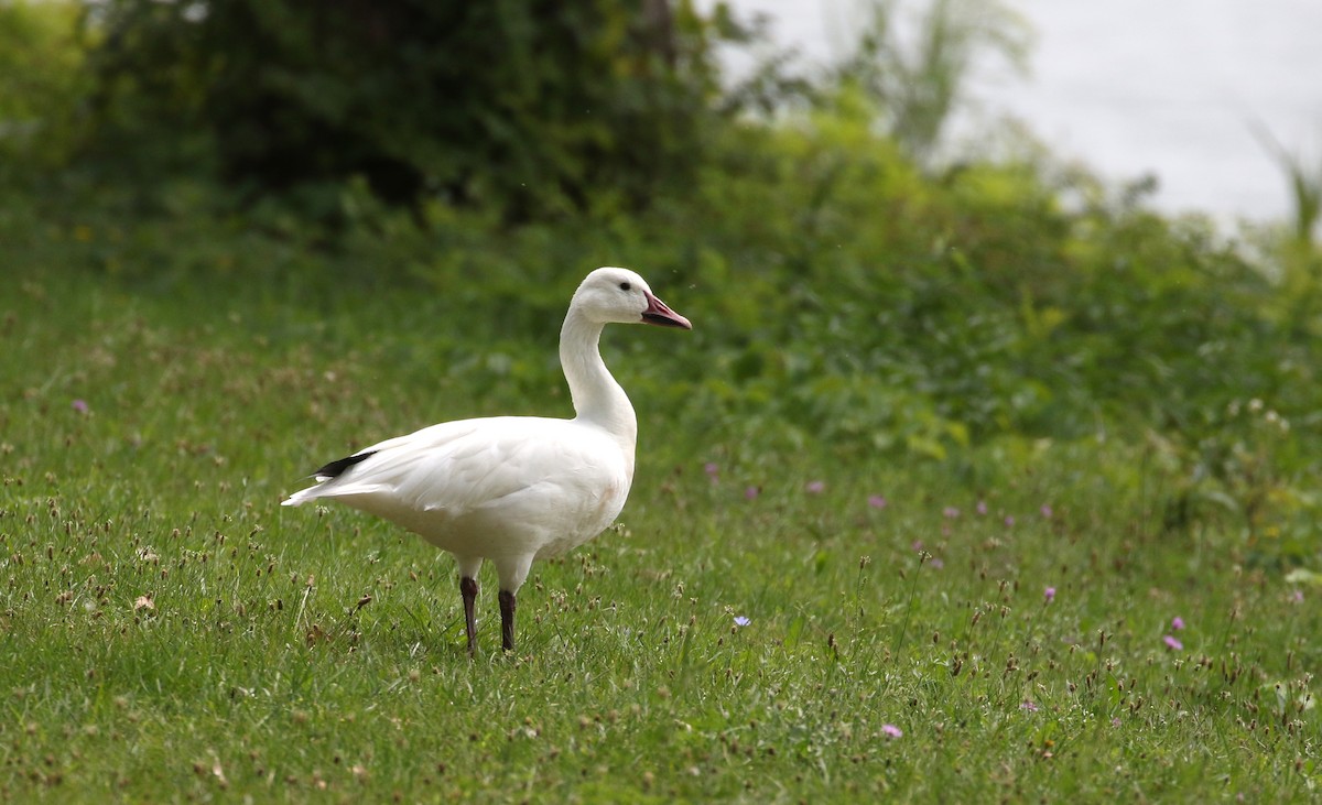 Snow Goose - ML218600891