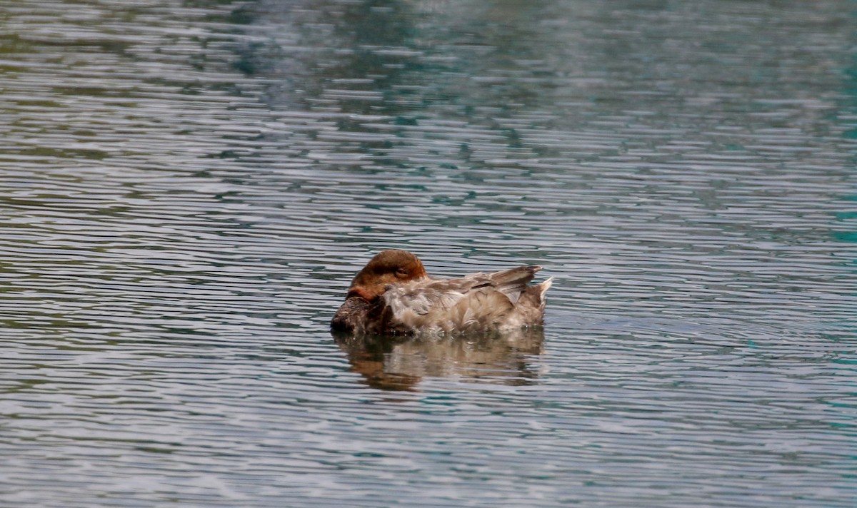 Redhead - ML218600921