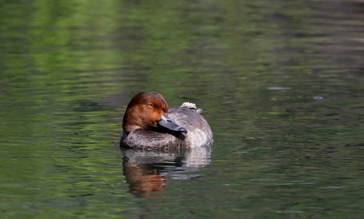 Redhead - ML218601091