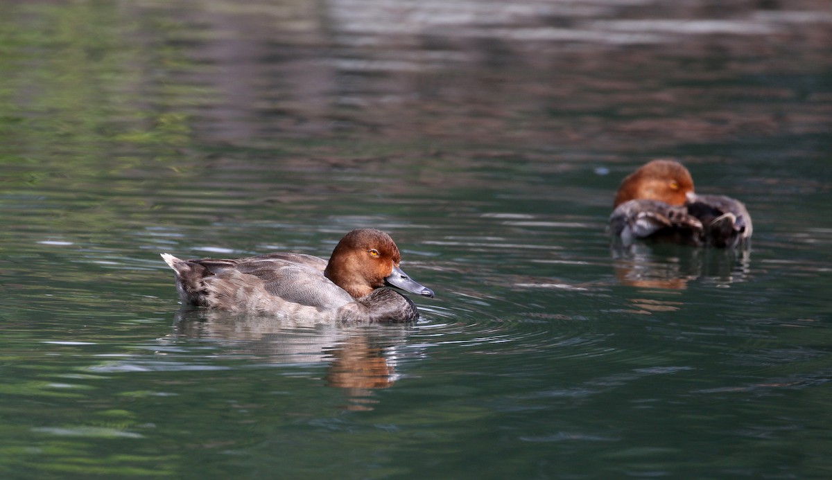 Redhead - ML218601181