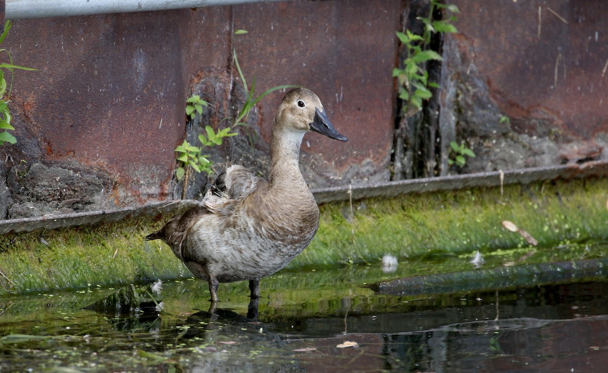 Canvasback - ML218601311