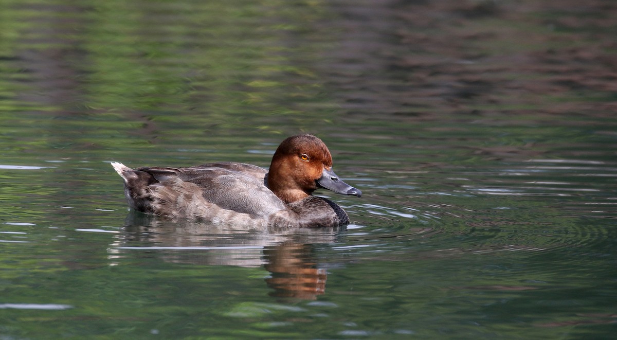 Redhead - ML218601391