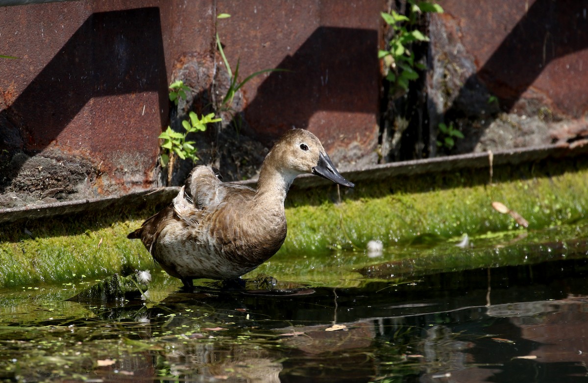 Canvasback - ML218601481