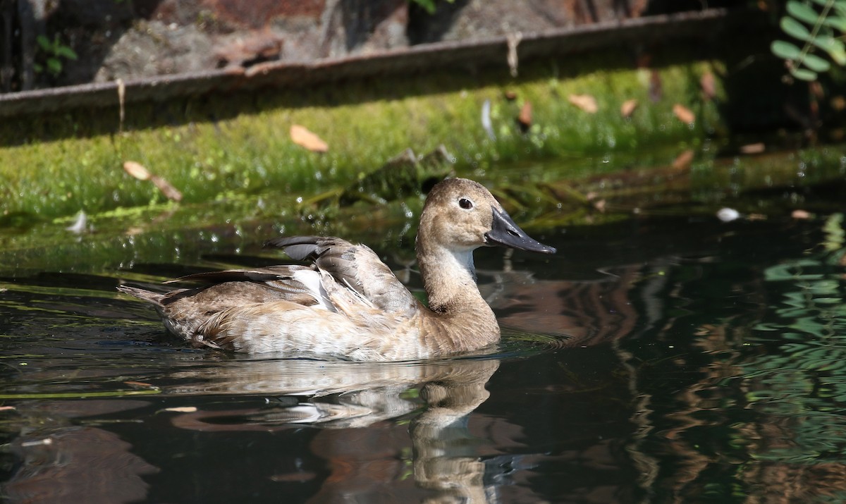 Canvasback - ML218601521