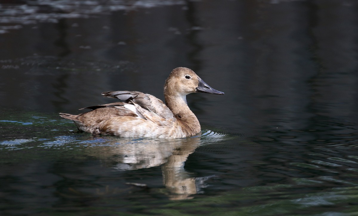 Canvasback - Jay McGowan