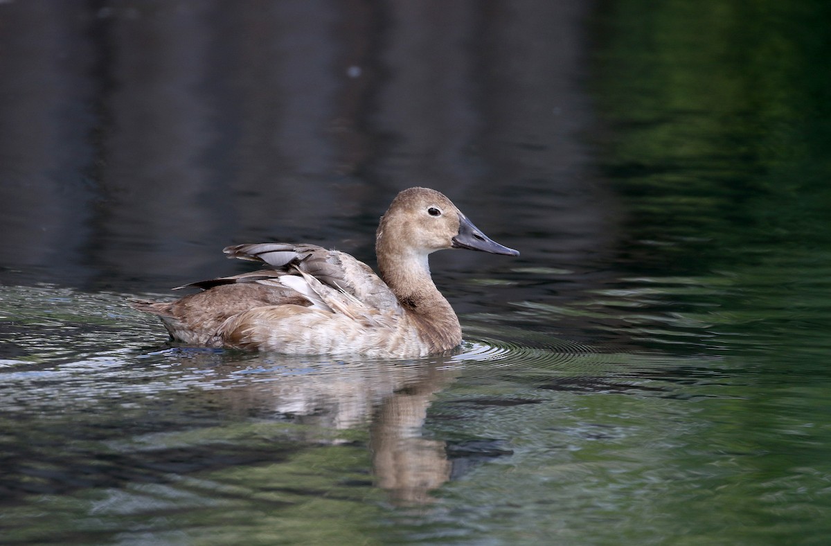 Canvasback - Jay McGowan