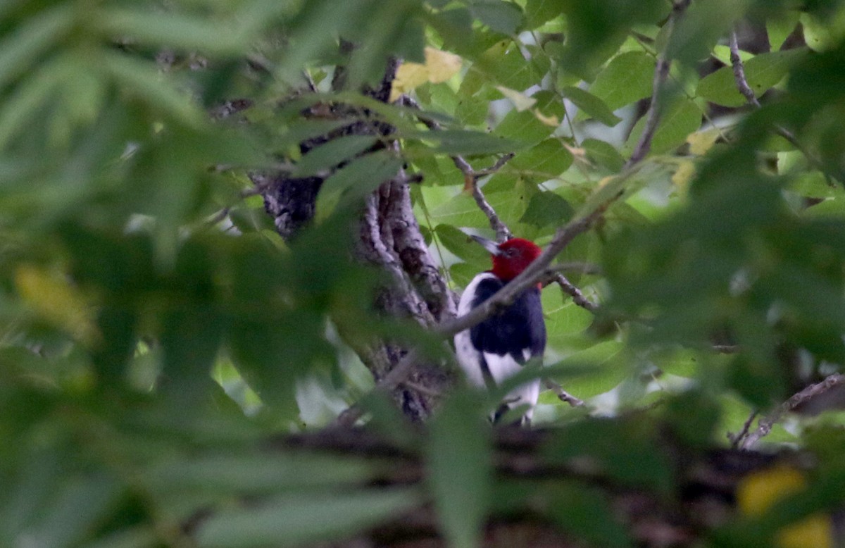 Red-headed Woodpecker - ML218601891