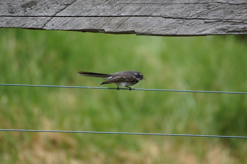 Gray Fantail - Reuben Worseldine