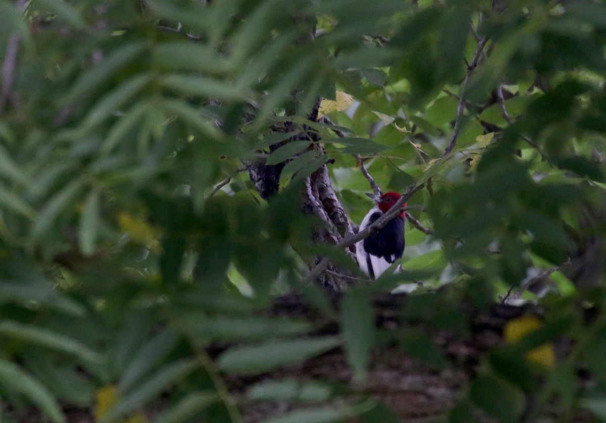 Red-headed Woodpecker - ML218601921