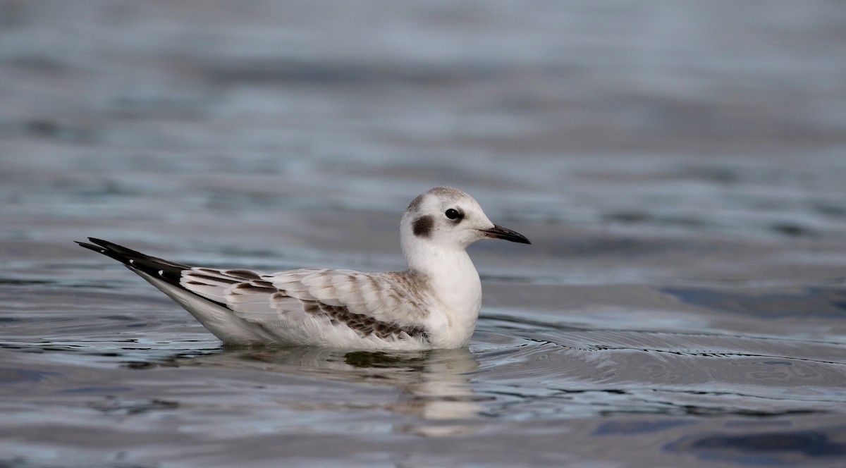 Bonaparte's Gull - Jay McGowan