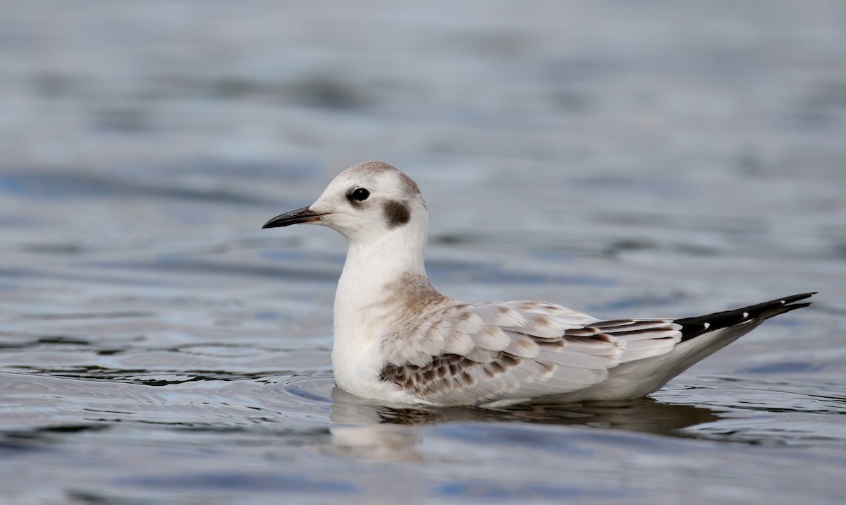 Bonaparte's Gull - Jay McGowan