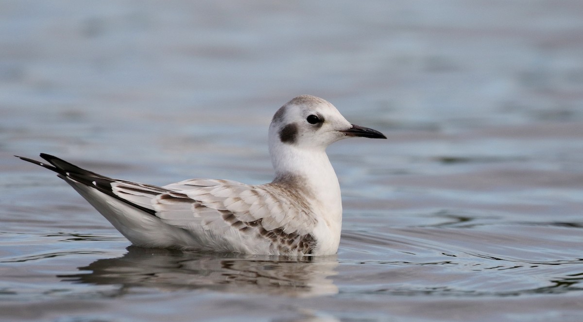 Bonaparte's Gull - Jay McGowan