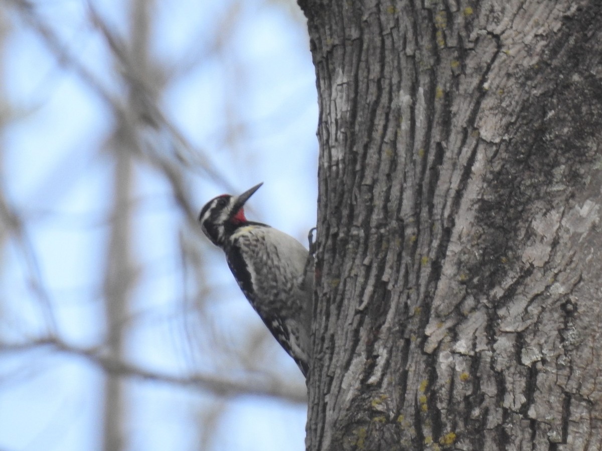 Yellow-bellied Sapsucker - ML218602441