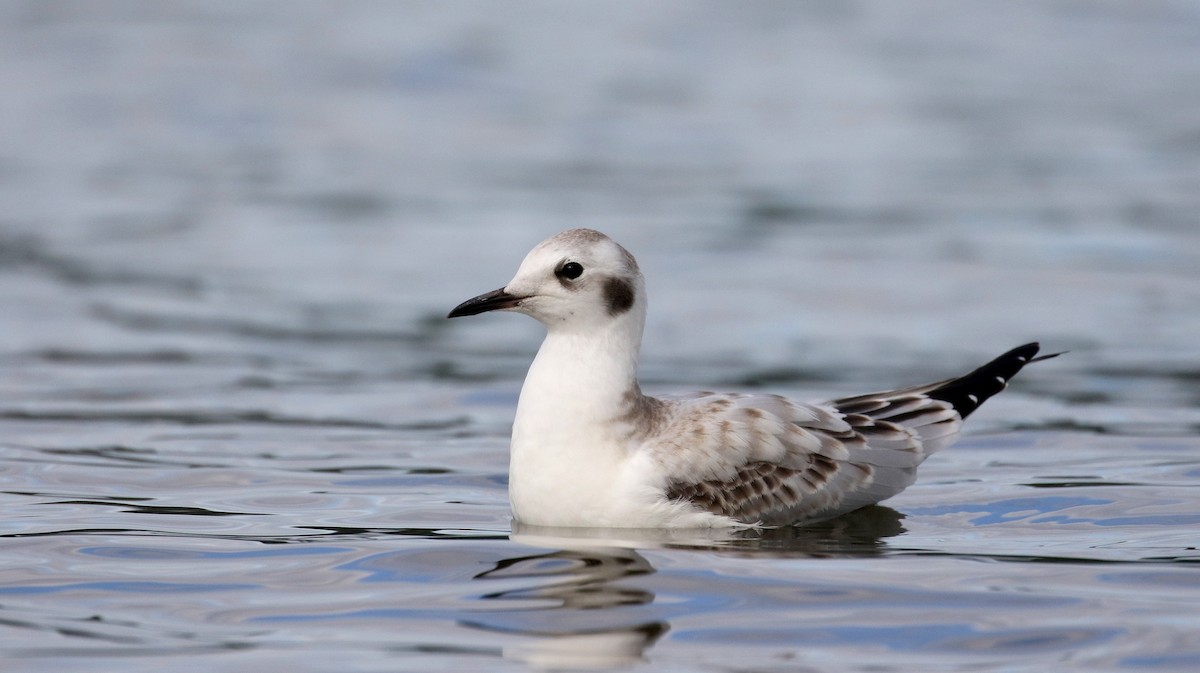 Bonaparte's Gull - Jay McGowan