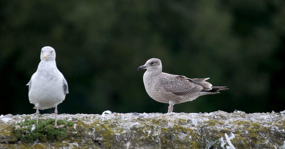 Gaviota Argéntea (americana) - ML218602501