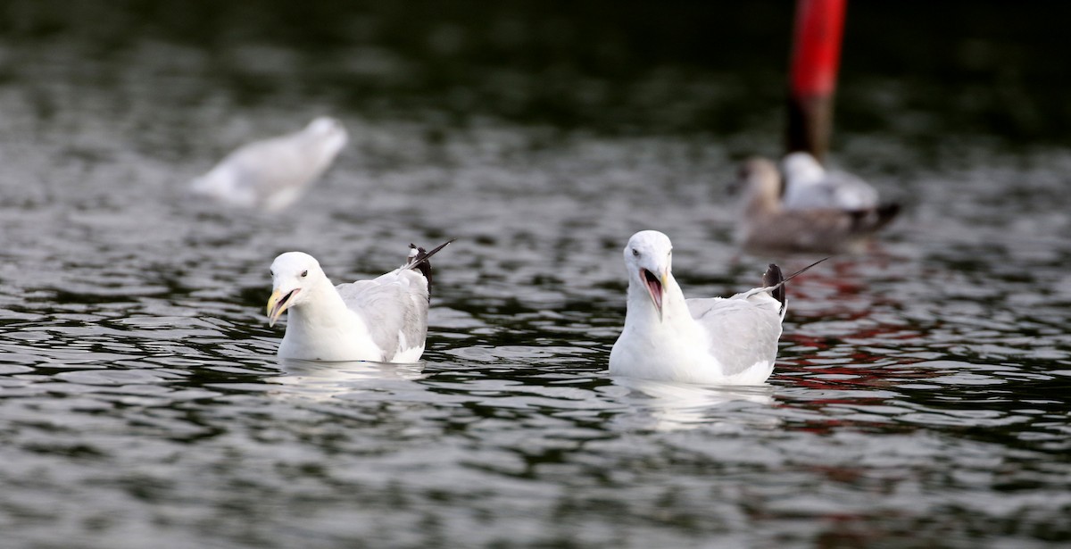 Gaviota Argéntea (americana) - ML218602621