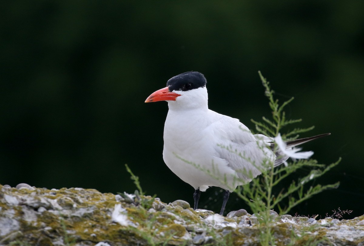 Caspian Tern - Jay McGowan