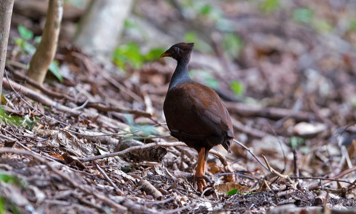 Orange-footed Megapode - ML218604081