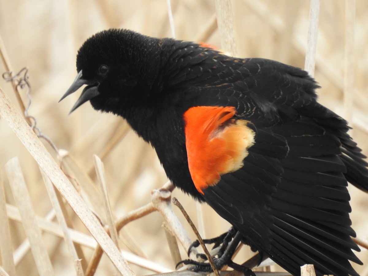 Red-winged Blackbird - ML218605851
