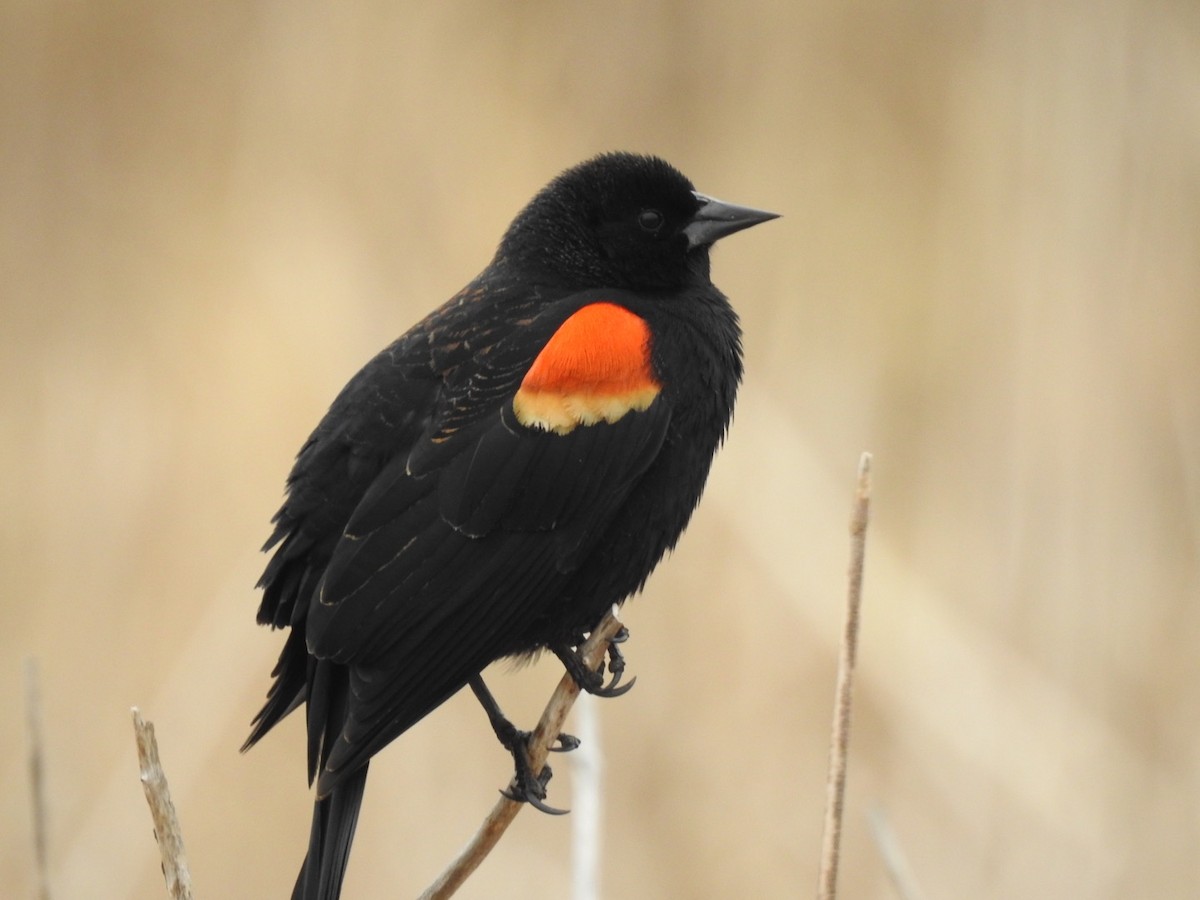 Red-winged Blackbird - ML218605861