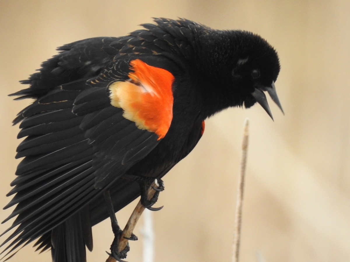 Red-winged Blackbird - ML218605871
