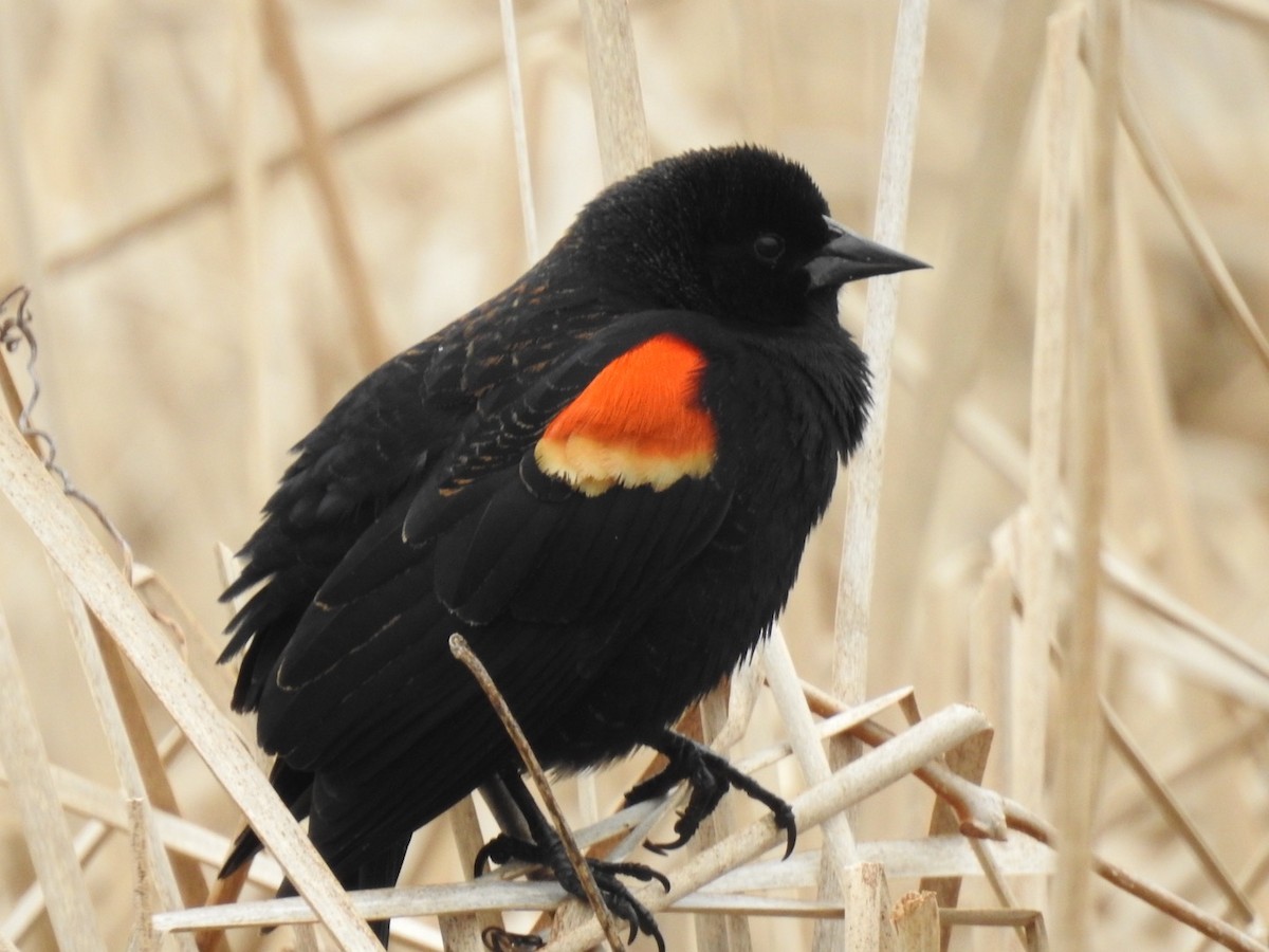 Red-winged Blackbird - ML218605881