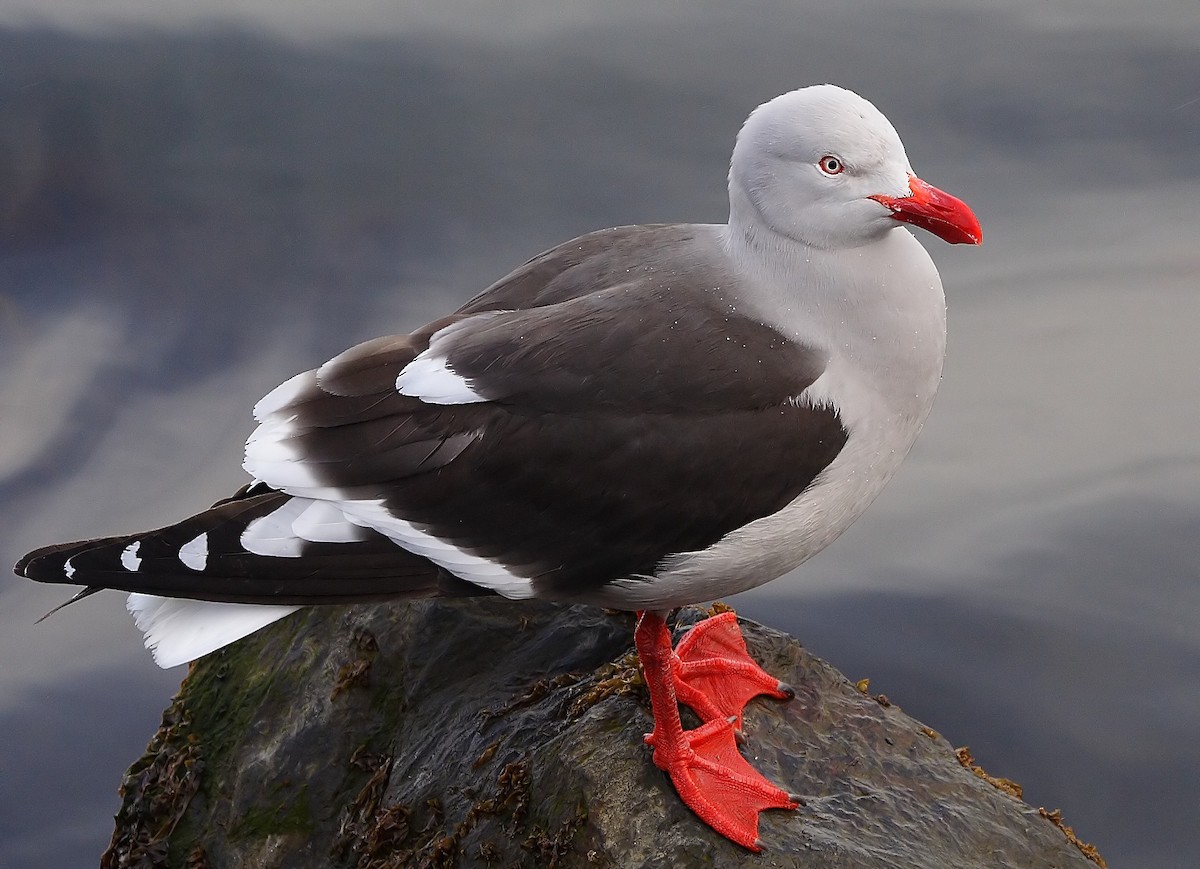 Dolphin Gull - ML218609131