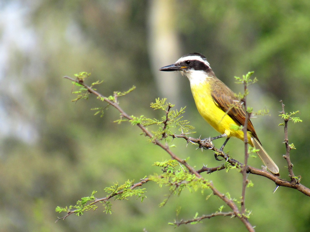 Great Kiskadee - ML218610221